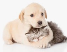 pets